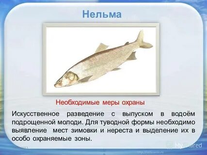 Нельма краснокнижная
