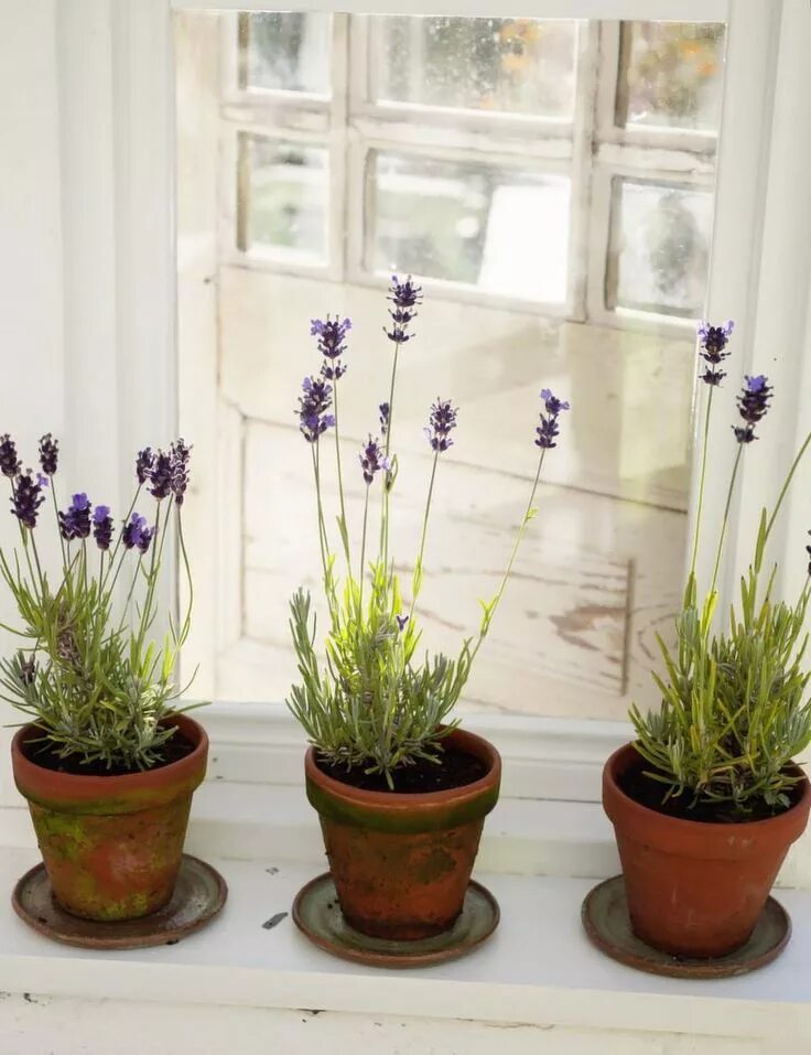 Лаванда черенки. Растет ли лаванда дома. Lavandula latifolia. Растет ли лаванда дома. Растет ли лаванда дома.