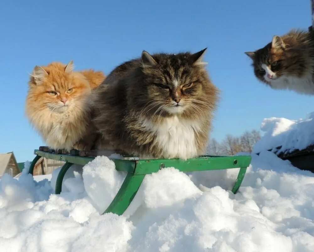 Куда куда в другой дом. Кошки зимой. Кот на санках. Сибирские коты в санях. Сибирская кошка на санках.