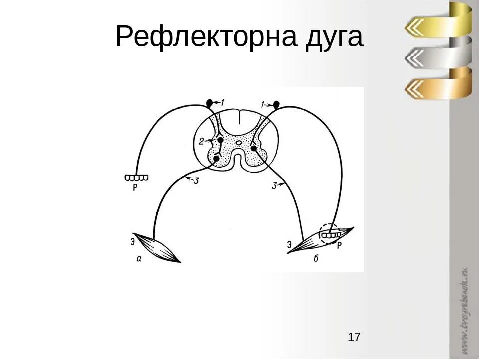 Рефлекторные дуги чихания и кашля. Рефлекторная дуга чихания схема. Рефлекторная дуга кашля схема. Двухнейронная рефлекторная дуга.