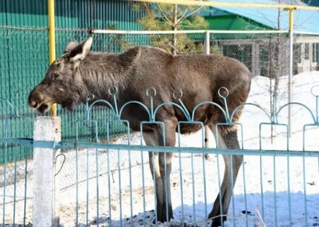 Лось в зоопарке