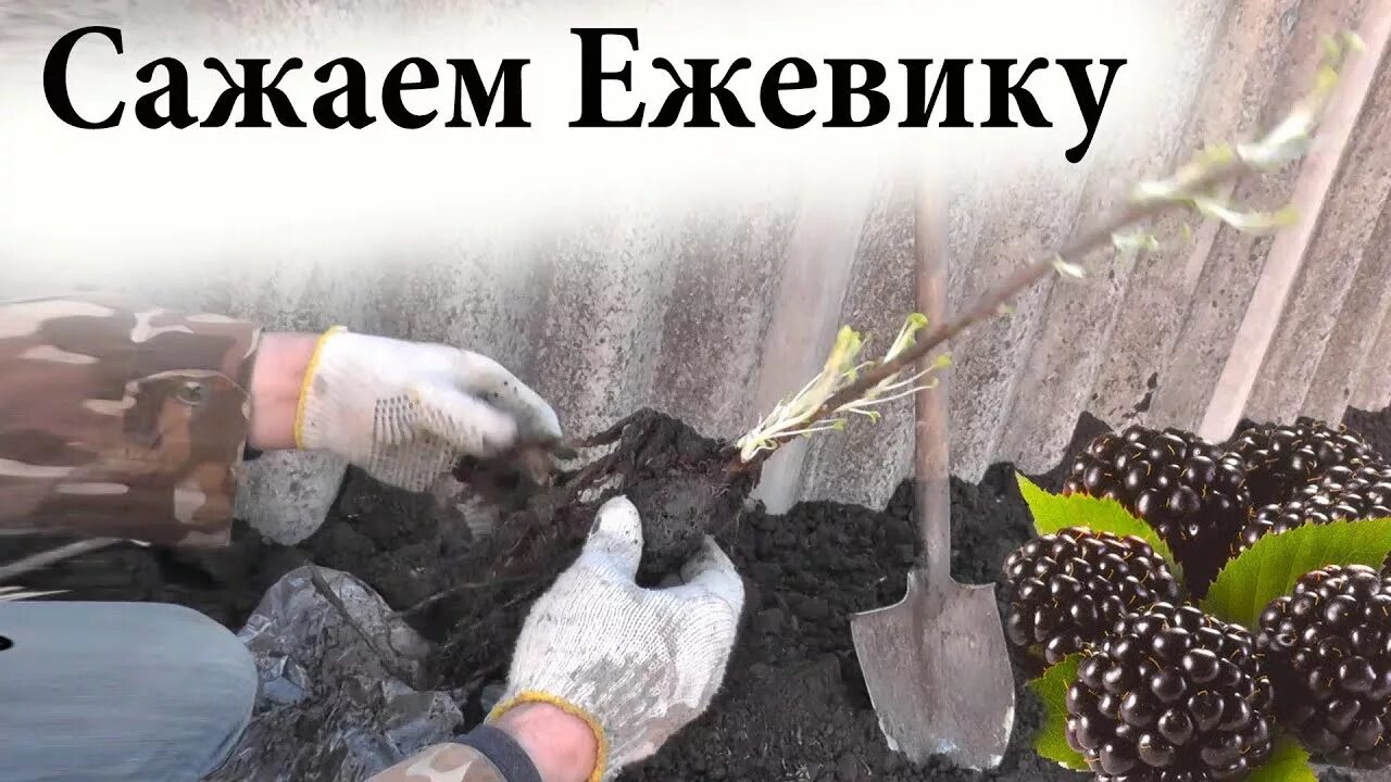 Как подстригать ежевику. Посадка ежевики. сажаем ежевику. как сажать ежевику. как посадить ежевику.