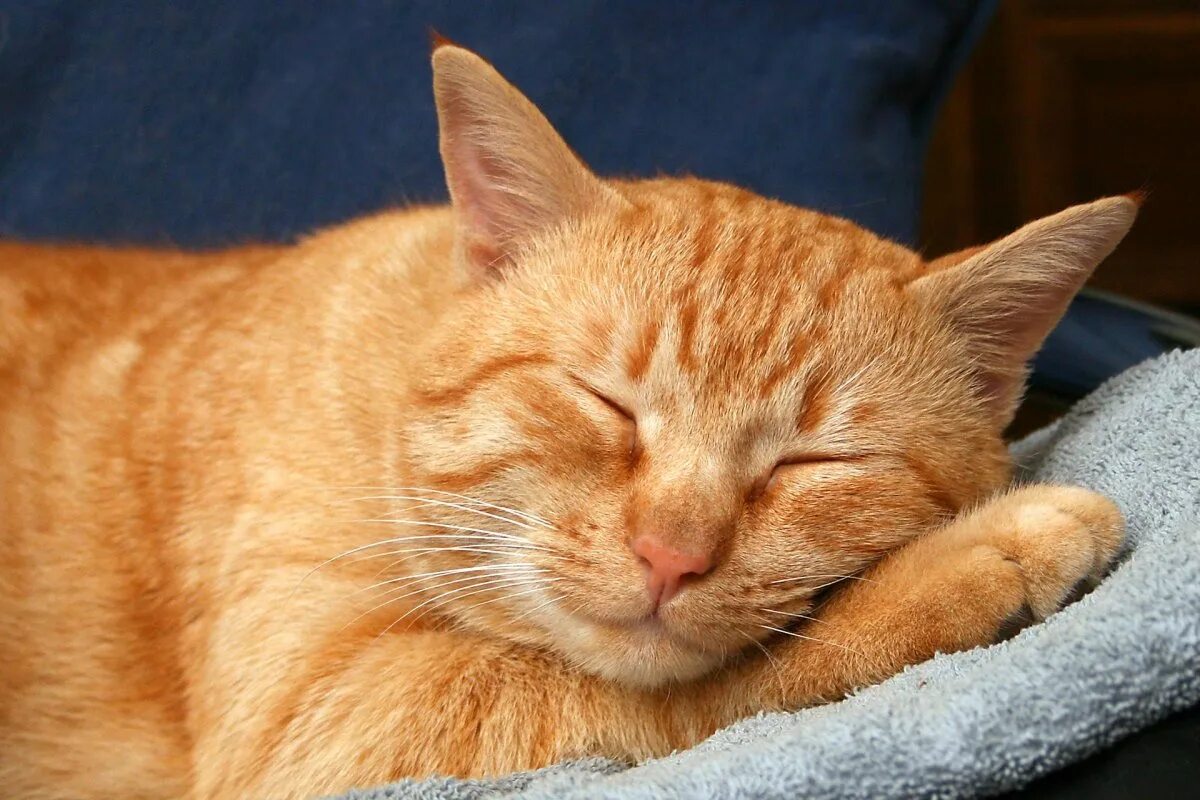 Рыжий кот режим работы. Рыжий кот. рыжая кошка. рыжий котик. спящий кот.