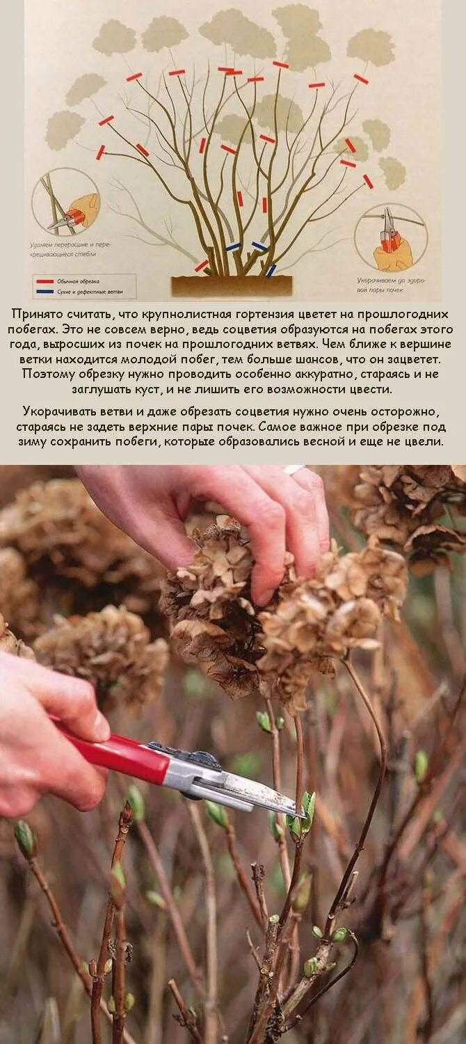 Нужно ли обрезать метельчатую гортензию весной. Осенняя обрезка гортензии метельчатой осенью. обрезка метельчатой гортензии осенью. обрезка крупнолистной гортензии весной. обрезка метельчатой гортензии весной.