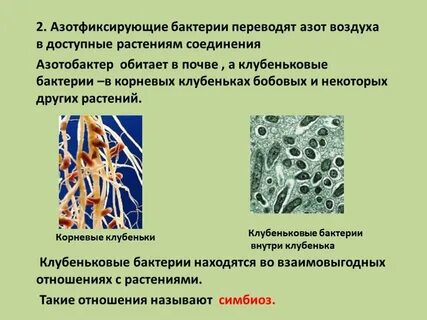 Роль азотфиксирующих бактерий