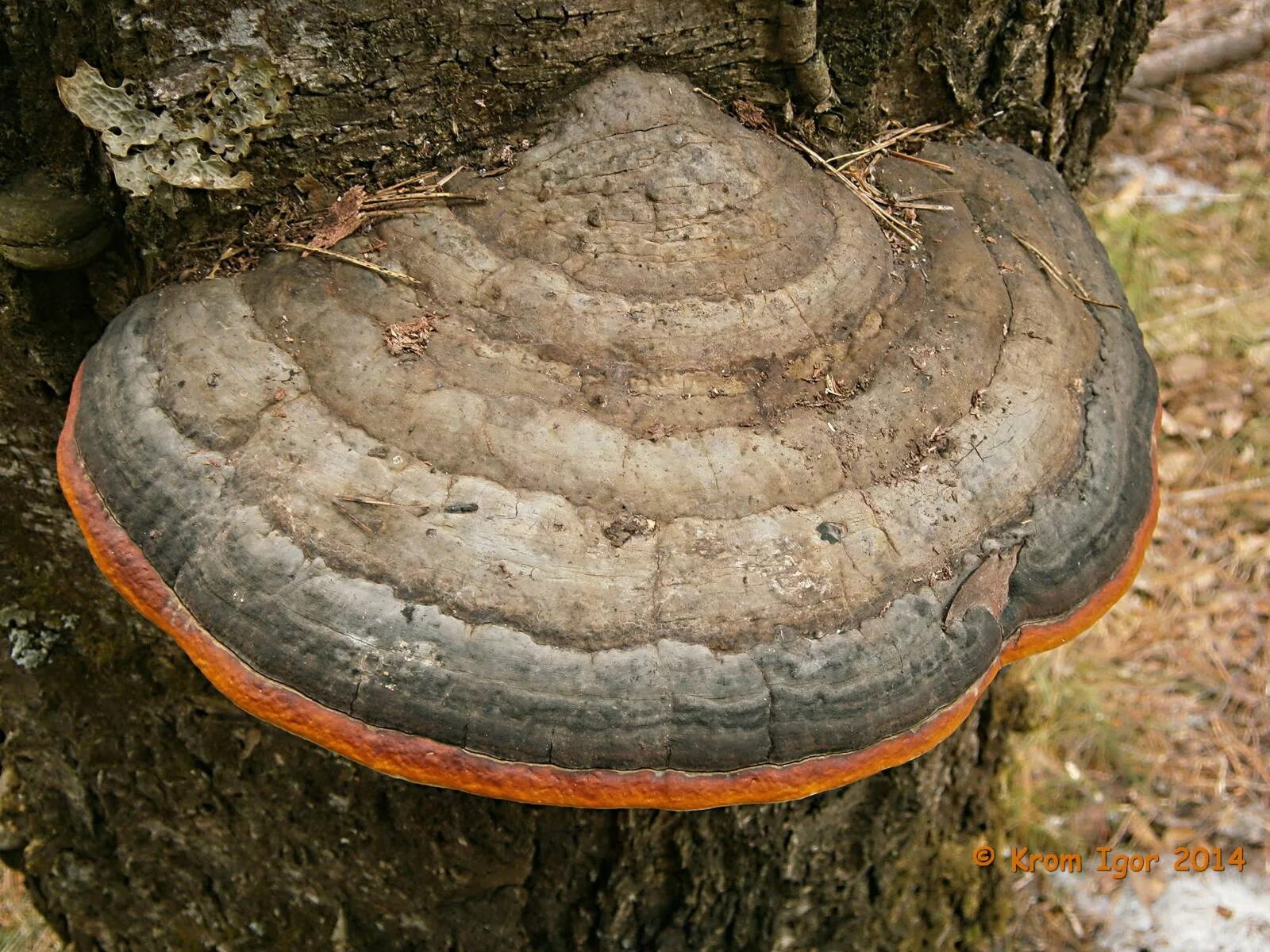 Трутовик ямчатый (Lentinus Arcularius). Трутовик окаймлённый. Гриб трутовик. Тркьовиек окаймлённый. Гриб на дереве трутовик