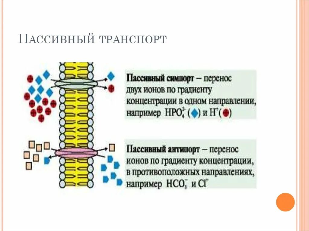 Движение ионов. Заряд наружной поверхности мембраны. Физические процессы в биологических мембранах. Осмос через мембрану клетки. Первичный активный транспорт.