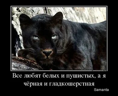 Ни белый ни черный