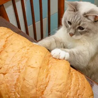 Кошка хлеб