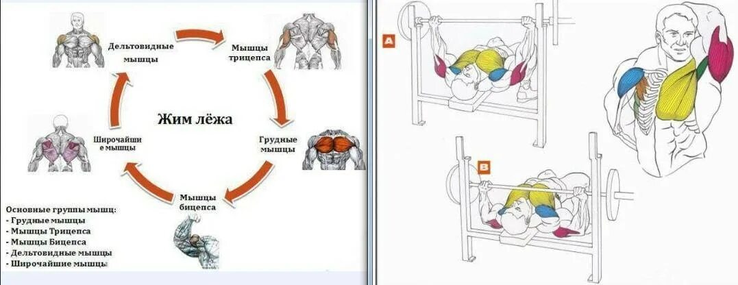 Какие работают при жиме лежа