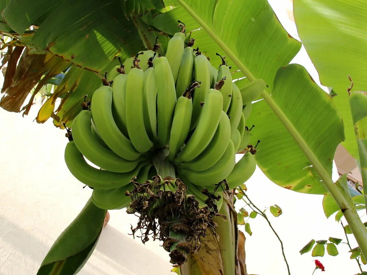 Банан тропикана. Банановая Пальма. Банановая Пальма семена. Высота бананового дерева. Banana Palm - банановая Пальма.