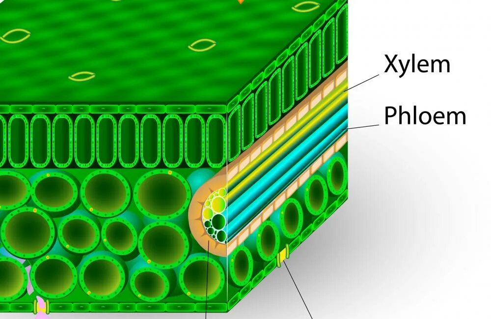 Луб состоит из мертвых клеток. Ксилема. Xylem. Ксилема и флоэма. Xylem Tissue.