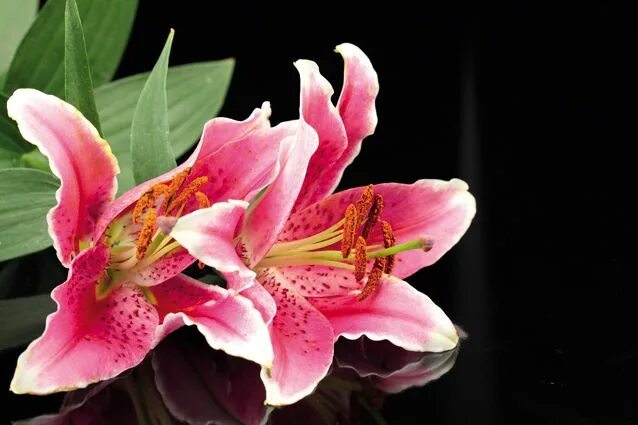 Pin on flowers & trees Tiger lily flowers, Types of lilies, Lily flower