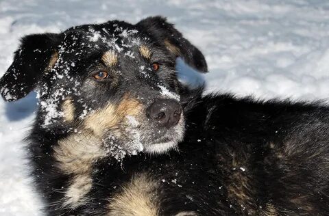 Cold dogs