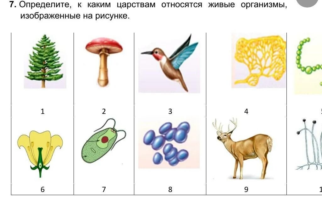 Царства живых организмов рисунок. К какому царству относится организм изображенный на рисунке. К каким царствам относятся организмы. Распределите живые организмы по царствам. К каким царствам относят организмы изображенные на рисунке.