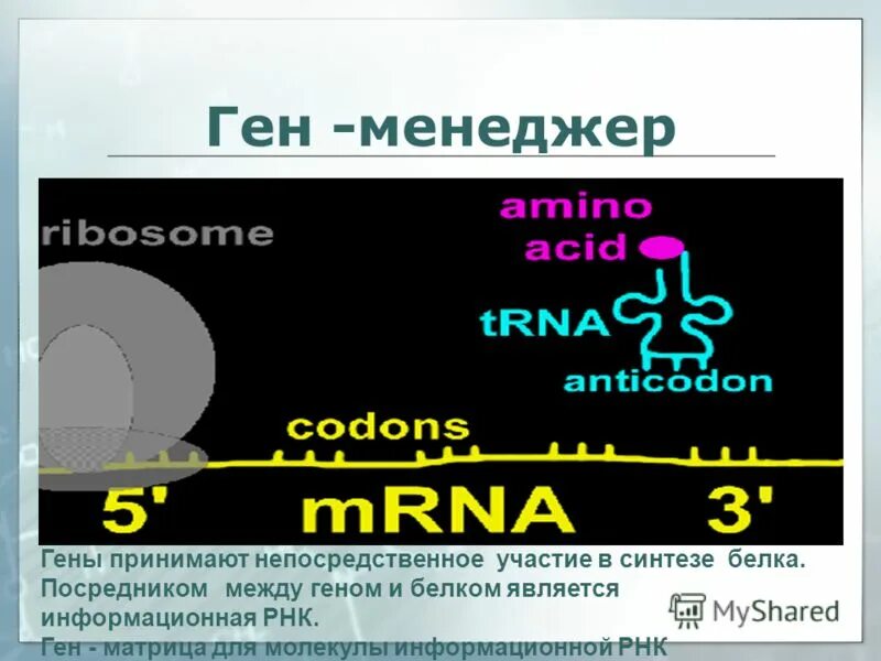 Матрица горяева оздоровительная. Геномика фото. Молекула днк. Молекулярные компьютеры. Матрица геном.