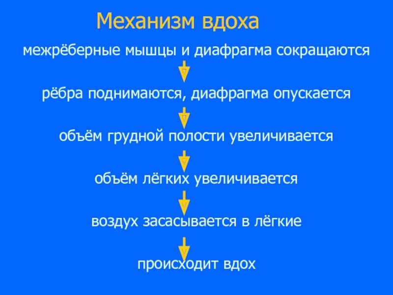 При вдохе диафрагма опускается или поднимается. Механизм вдоха межреберные мышцы и диафрагма. механизм вдоха диафрагма опускается. установите последовательность механизма вдоха межреберные.