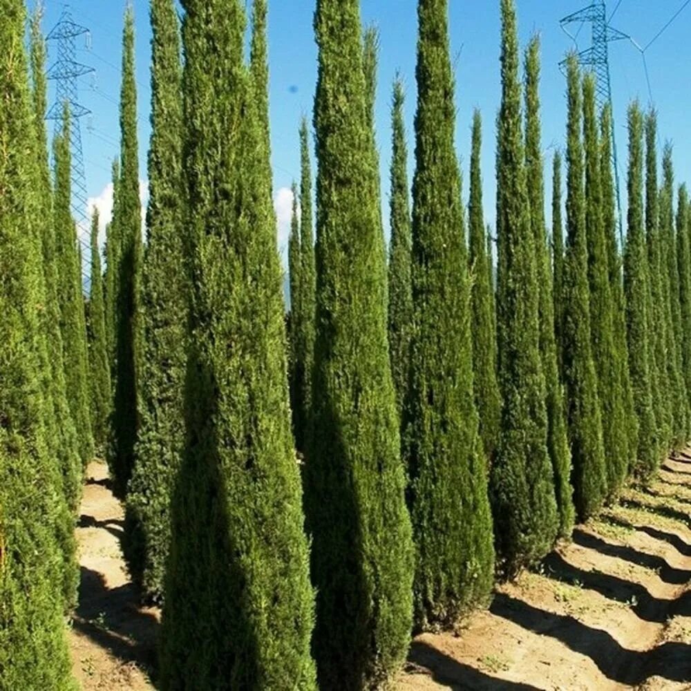 Узкие хвойные. Кипарис Cupressus sempervirens. Кипарис вечнозеленый (Cupressus sempervirens). Кипарис Аполлон вечнозеленый. Кипарис вечно зеленный.