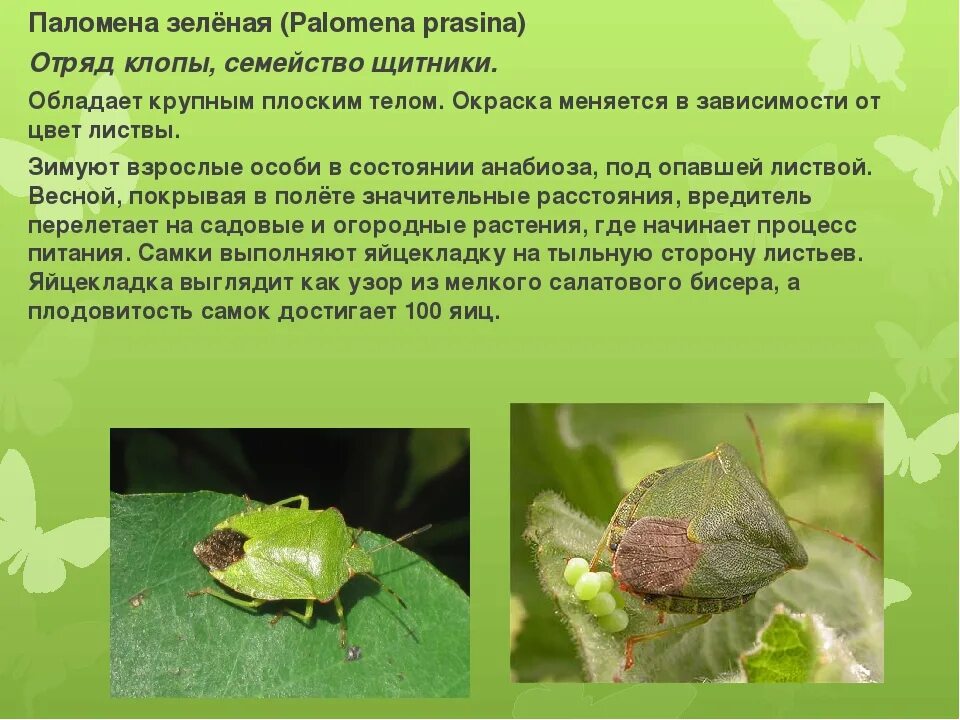 Клопы или полужесткокрылые представители отряда. Отряд блохи представители. Клоп раскраска. Метаморфоз клопа щитника. Тип развития клопа щитника.
