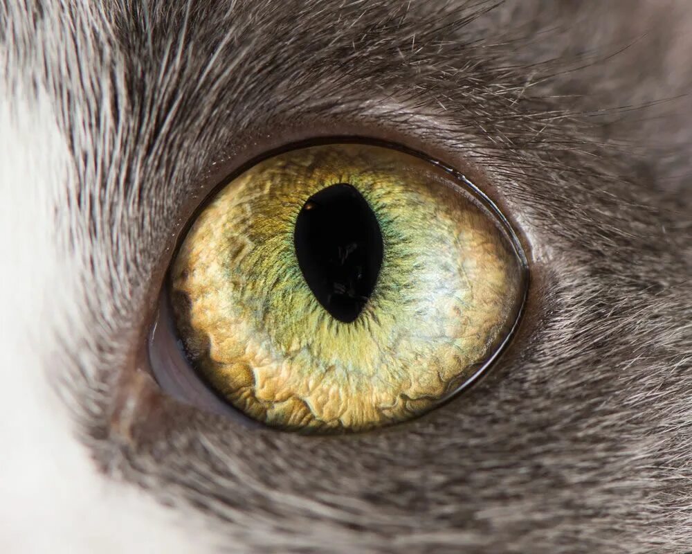 Глазки кошечки. Центральная гетерохромия глаз. Глаза кошки. Необычные глаза животных. Глаза животных макро.