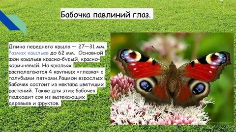 Сколько живет бабочка павлиний глаз