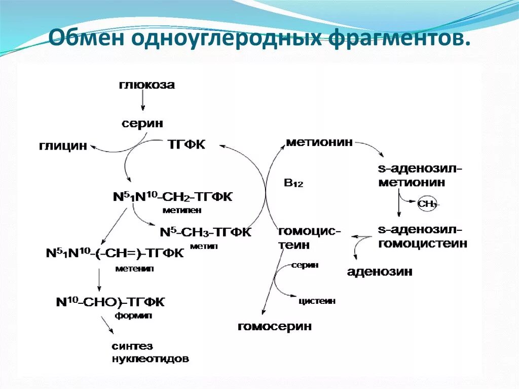 Метаболизм глицина Серина метионина. Реакция образования Серина из глицина. Роль Серина и метионина в образовании одноуглеродных групп. Метаболизм одноуглеродных групп. Структура активного метионина