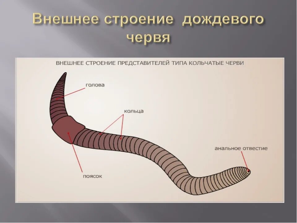 Части дождевого червя