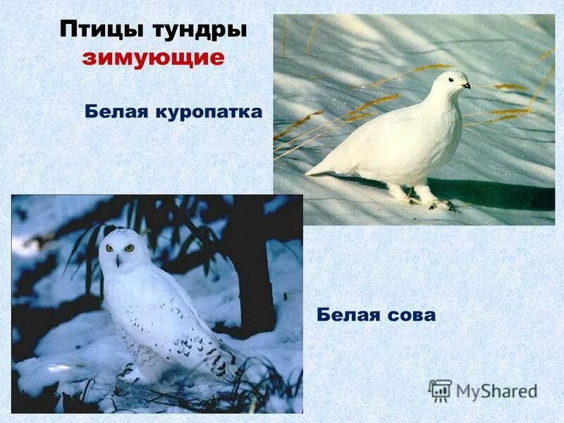 Какие птицы в тундре. Птицы в тундре с названием. Водоплавающие птицы тундры. Какие птицы в тундре. Какие птицы в тундре.