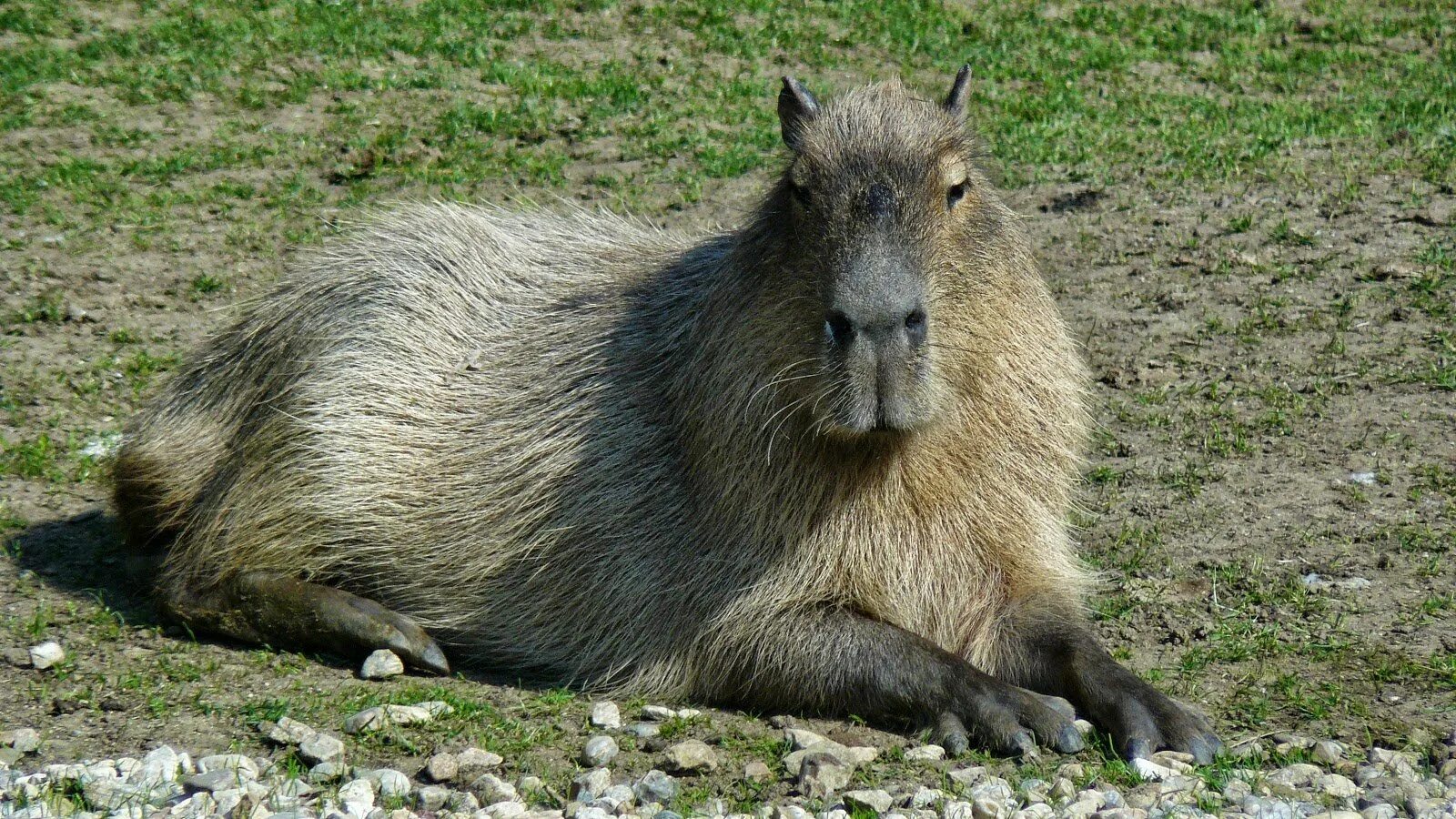 Капибара. Hydrochoerus hydrochaeris. Капибара Король. Hydrochoerus gaylordi. Капибара на английском языке