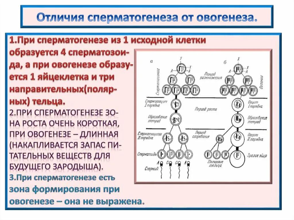 Овогенезом называется