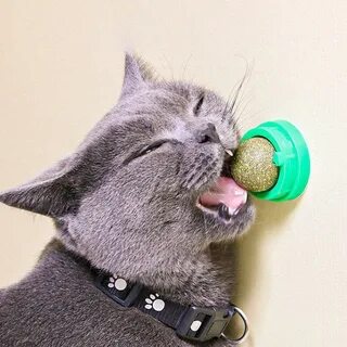 Кот шарик