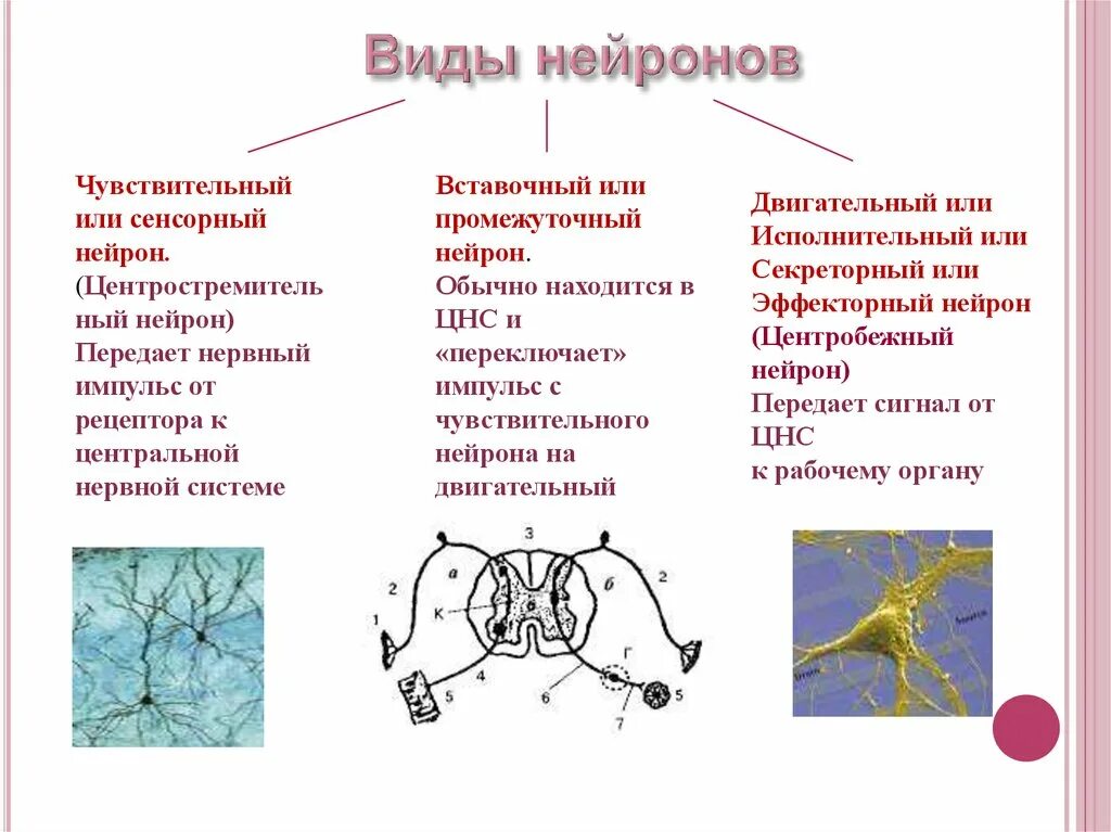 5 чувствительные нейроны передают