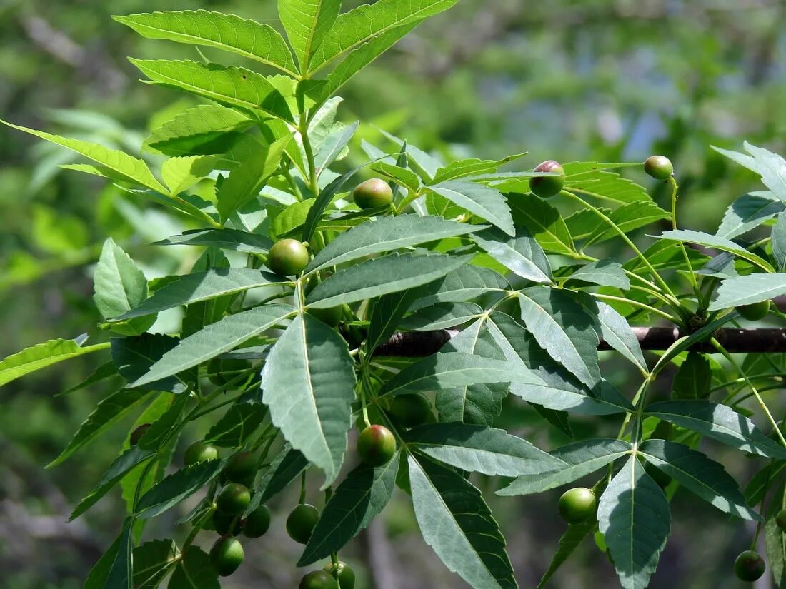 Дерево пала. Bursera graveolens. Bursera graveolens дерево. Пало Санто дерево. Palo Santo дерево.