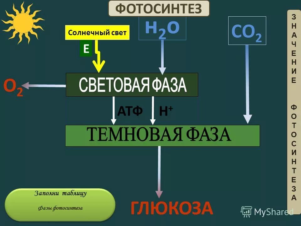 Преобразование энергии атф в энергию глюкозы. Световая фаза фотосинтеза схема. Фазы фотосинтеза 10 класс. Световая фаза фотосинтеза 9 класс. Общая схема фотосинтеза 10 класс.