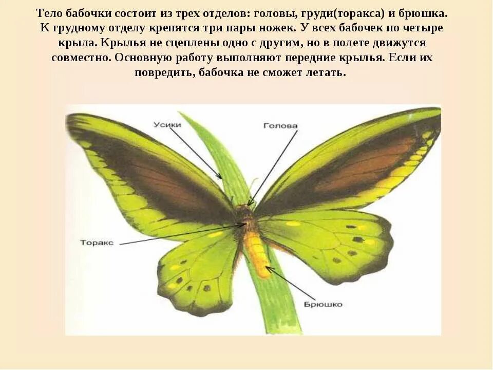 Передние крылья бабочки. Строение бабочки. тело бабочки. тело бабочки состоит из. анатомия бабочки.