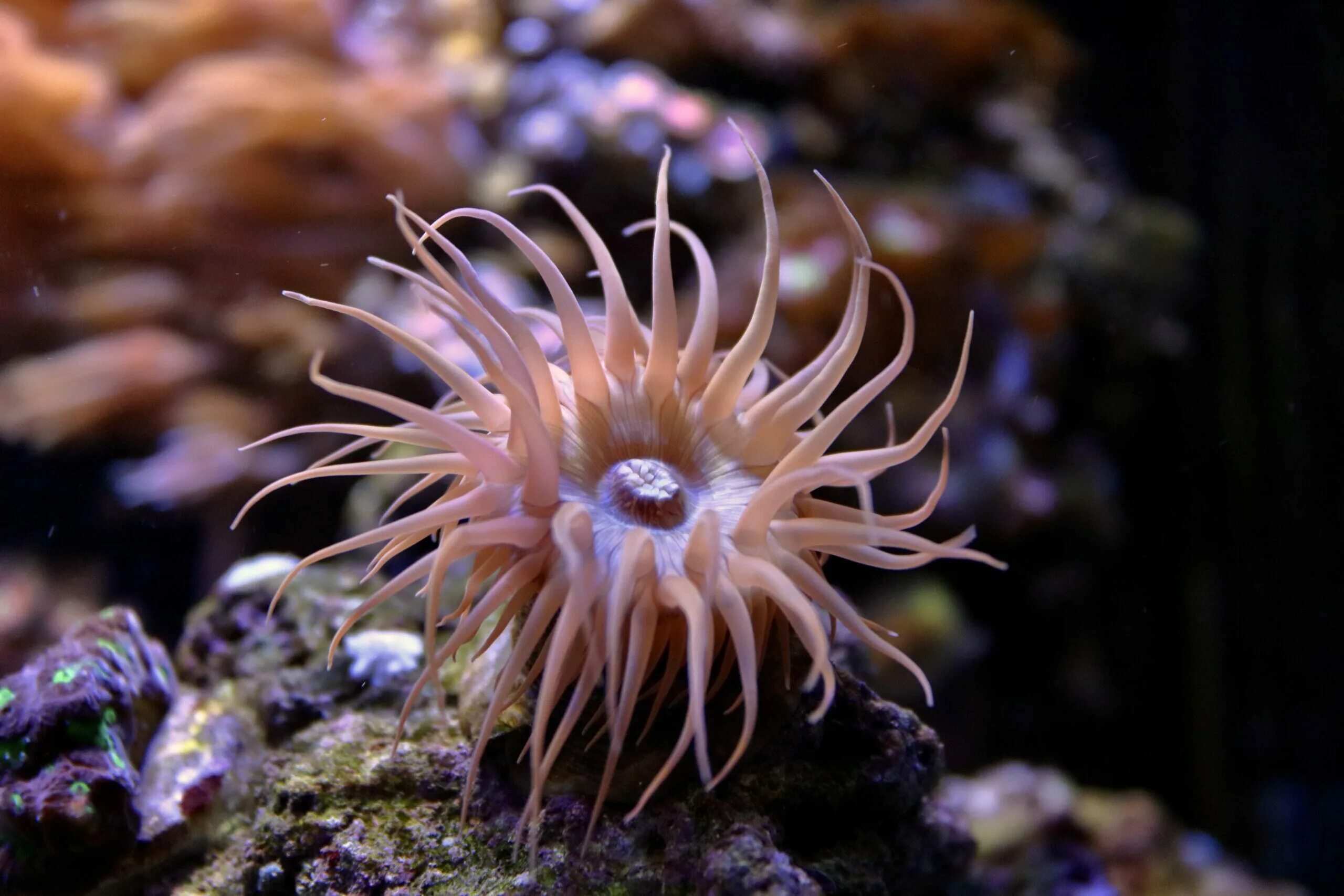 Солнечная актиния. Внешний вид актинии. Актиния кенни. Ядро актиния. Актинии.