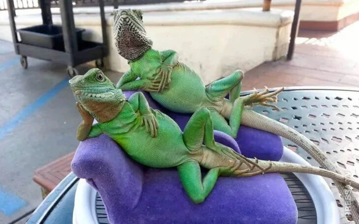 Ящерка мем в одежде новый год еда Unimpressed Lizard Is Your New Favourite Meme Lizard meme, Lizard, Funny lizards