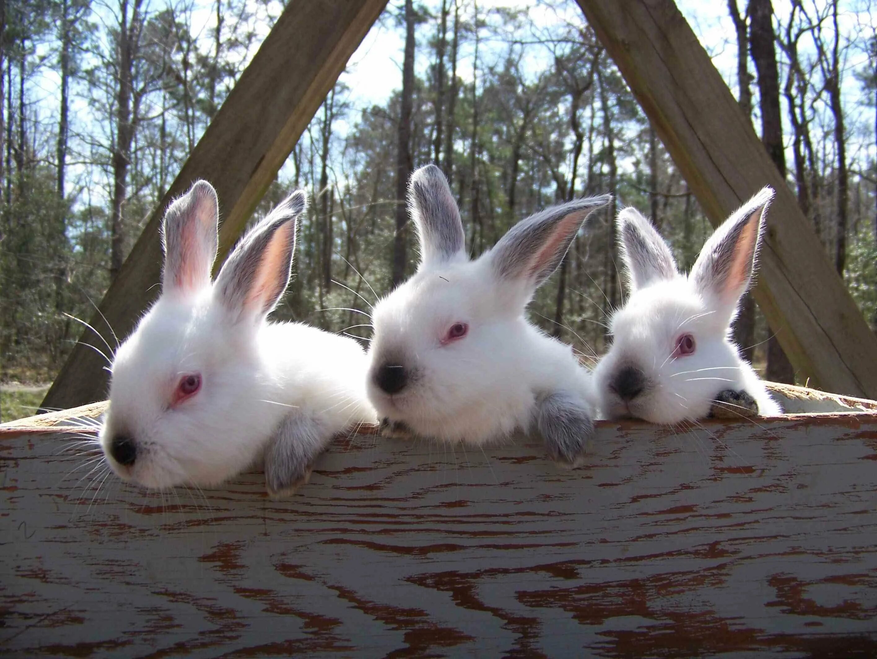 Купить кроликов в алтайском. Кролик калифорниец. Калифорнийская порода кроликов. Кролики калифорнийские с крольчатами. Кролики породы Калифорния.