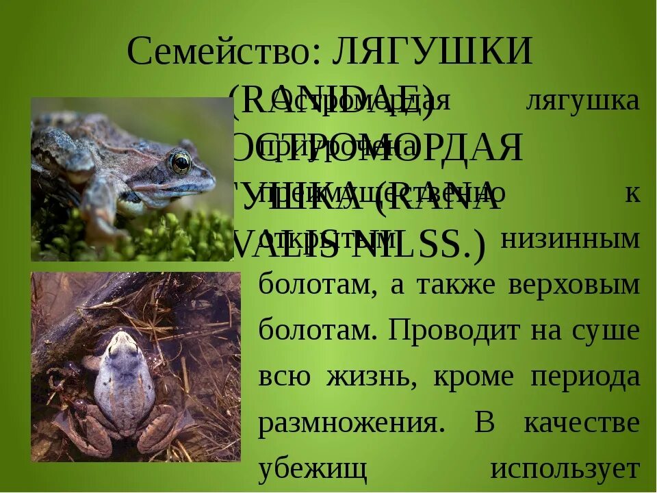 Как описать лягушку
