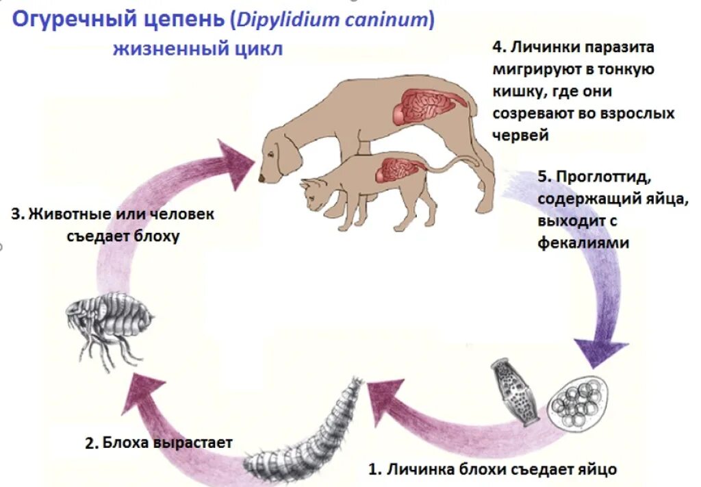 Личинки созревают в легких