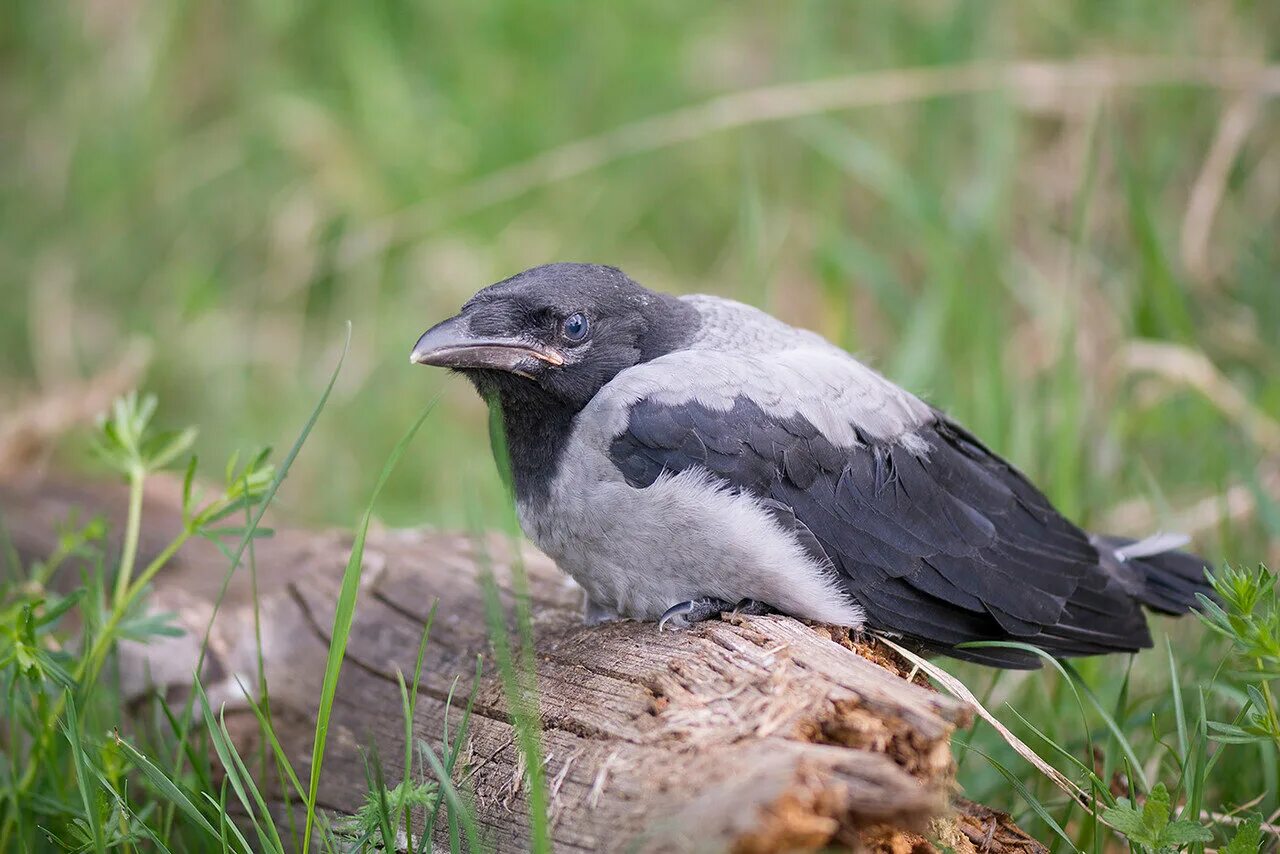 серый ворон 1