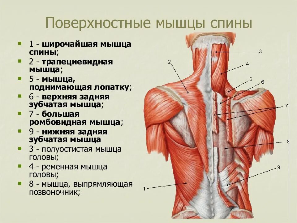 Какие мышцы самые. Мышцы спины верхняя и нижняя задняя зубчатая мышца. Строение мышц спины сзади. Поверхностные мышцы спины анатомия. Поверхностные мышцы спины второй слой.