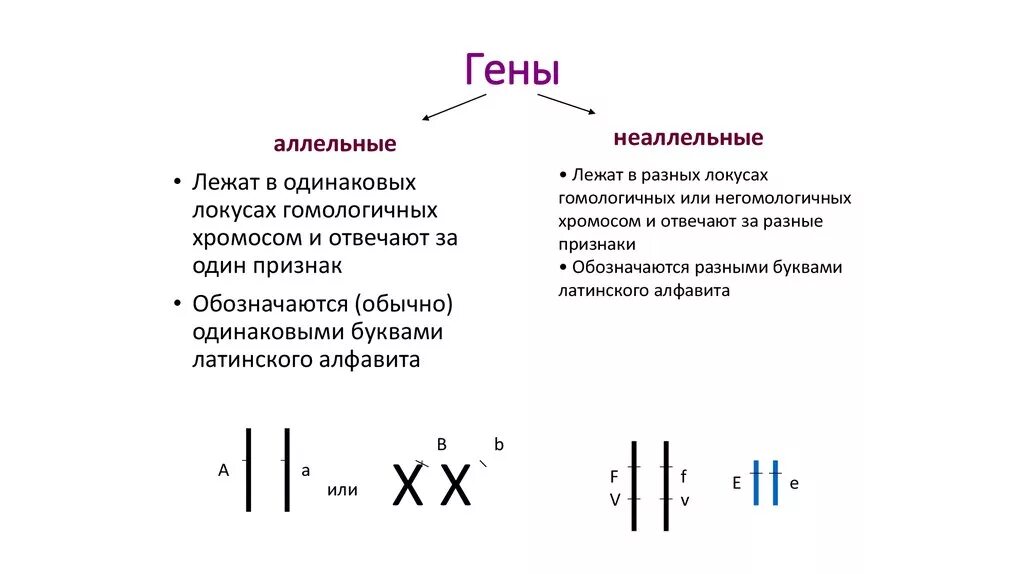 Аллельные и неаллельные гены взаимодействие. Аллельные и неаллельные гены примеры. Аллельные и неаллельные гены определение. Аллельные и неаллельные гены обозначение. Организм содержащий одинаковые аллельные гены