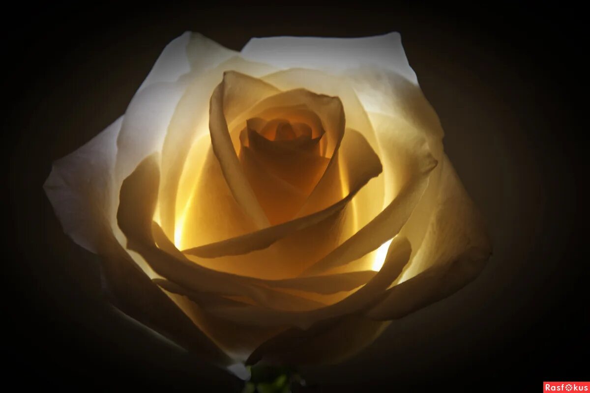 Розы света песня. Освещение для розы.