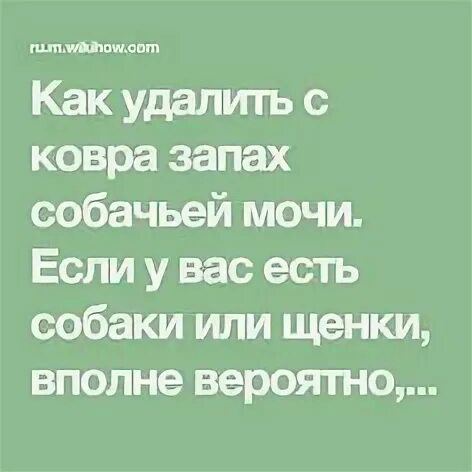 Как убрать запах с ковра собачьей мочи