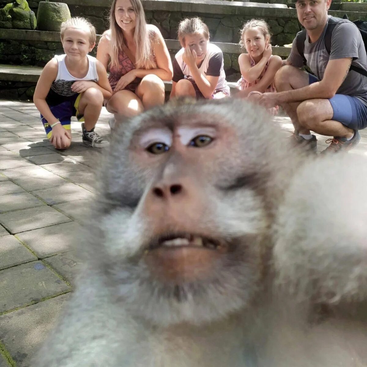 Покажи человека обезьяну. Смешные обезьяны. Селфи обезьяны. Мартышка селфи. Смешное селфи обезьяны.