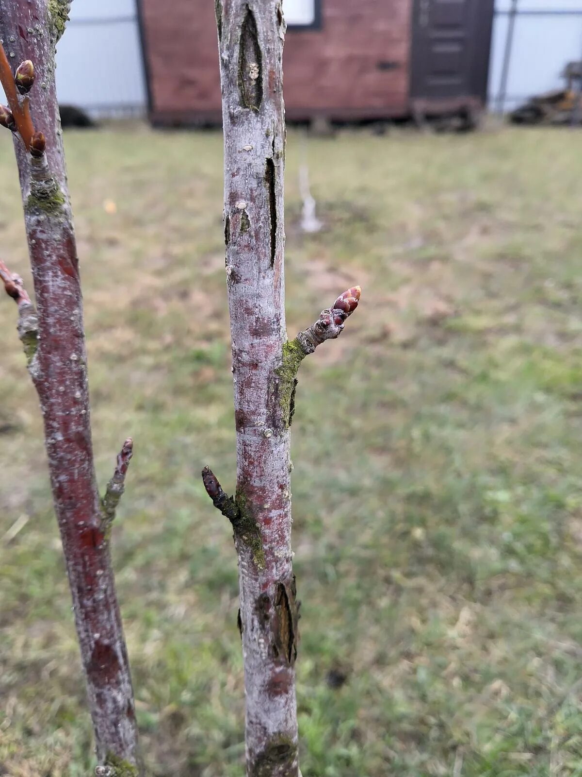 Снежная плесень на розах. Цитоспороз коры яблони.