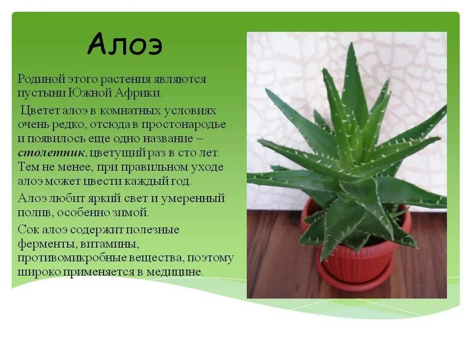 Сообщение о комнатном растении 2 класс окружающий