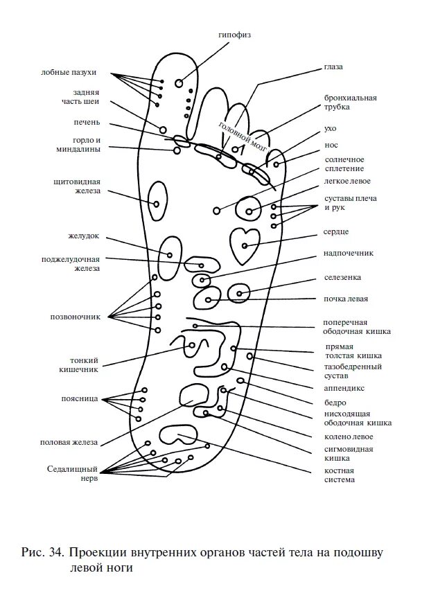 Подошва ноги- точки проекции внутренних органов. Точки проекции органов на стопе. Акупунктурные точки на стопе правой ноги. Проекция органов на подошву стоп.