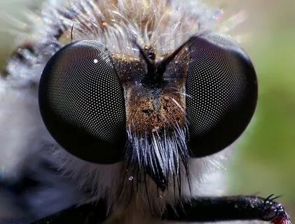 Compound eyes